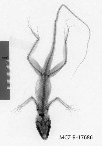 Media type: image;   Herpetology R-17686 Aspect: dorsoventral x-ray